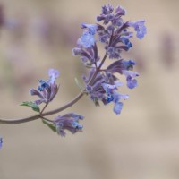 Catmint